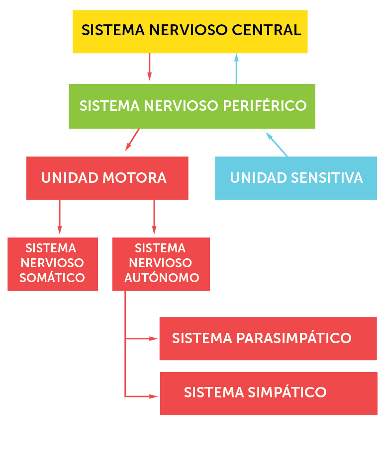 1_nervesystemets_organisering_spansk