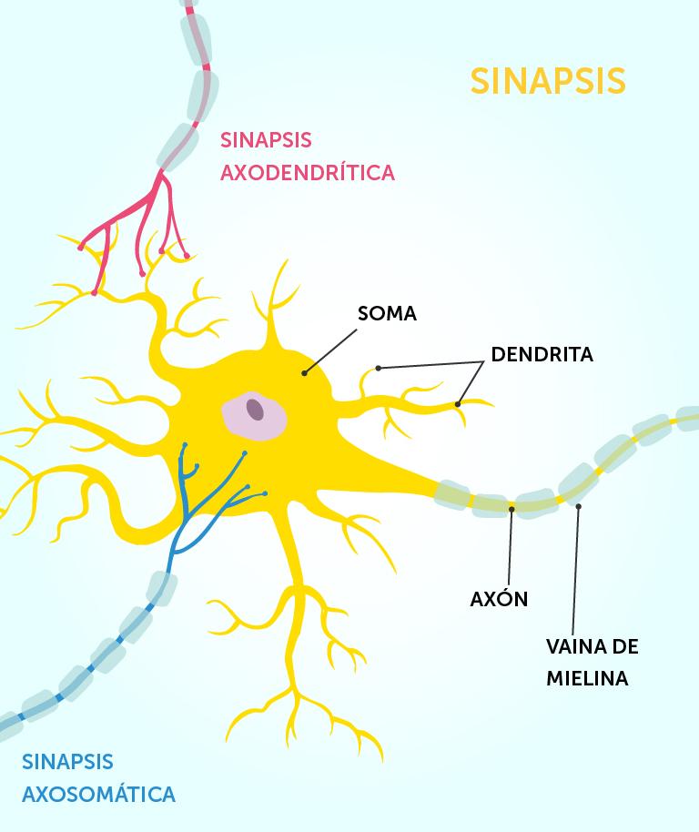 4_Synapser_trespraak_spansk