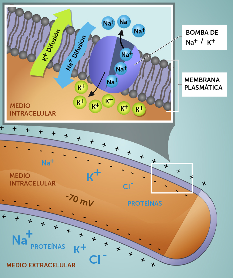 5_membranpotensial_spansk